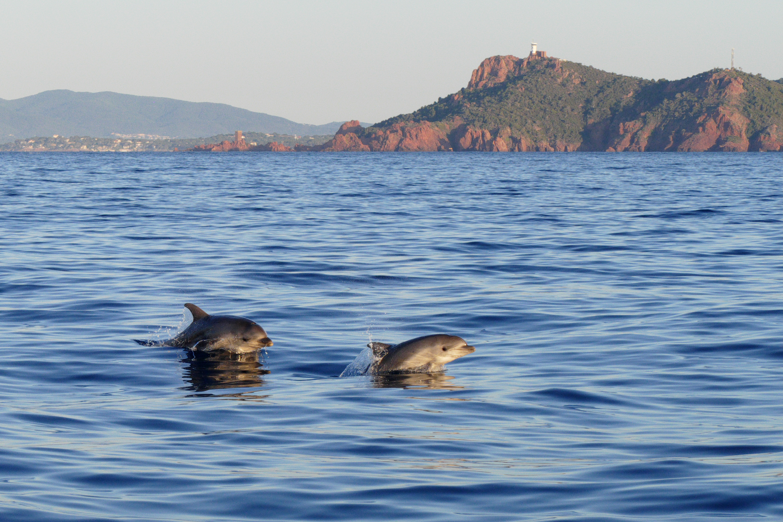 Alcuni delfini mentre saltano sul pelo dell'acqua